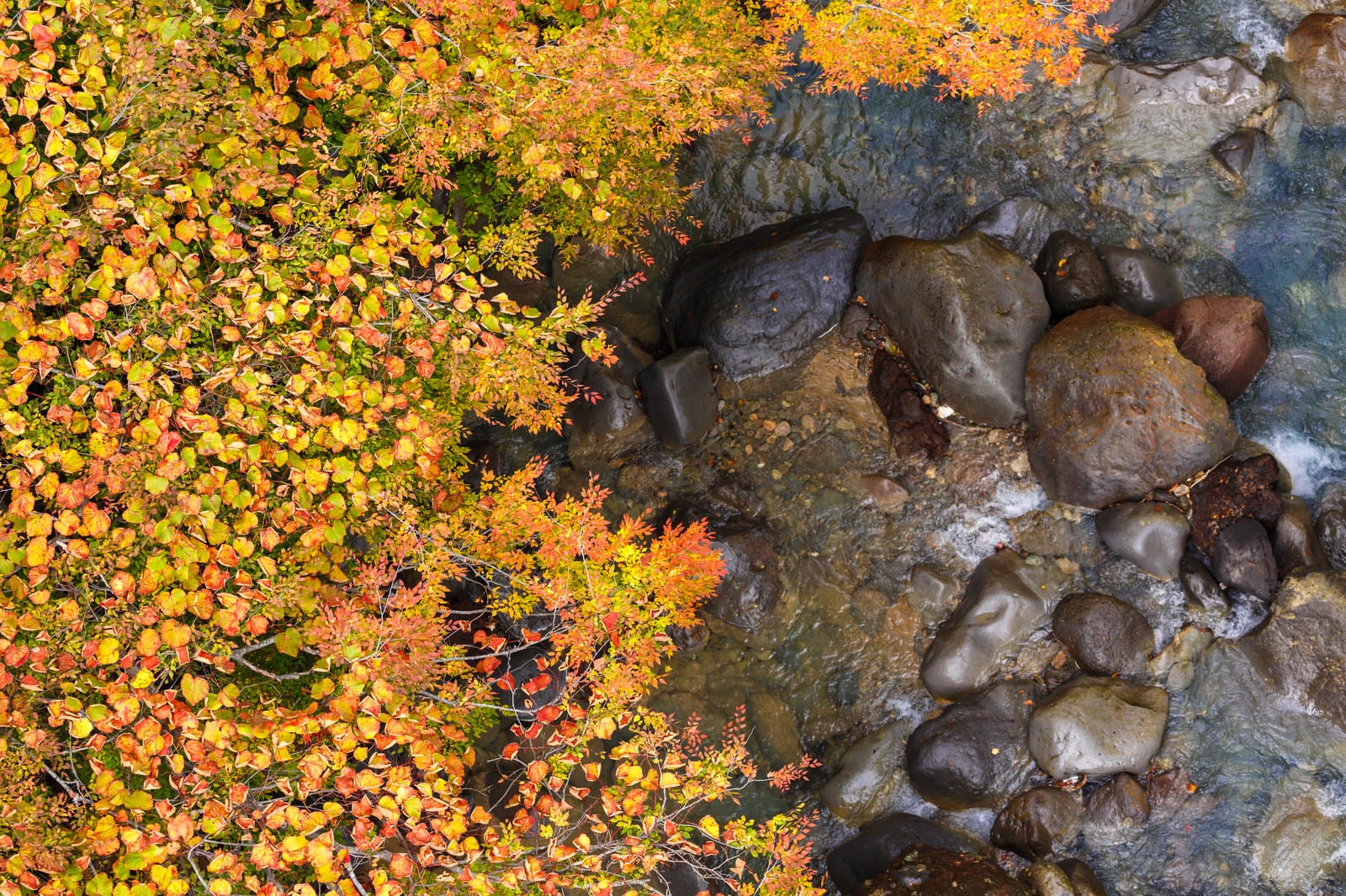 「紅葉する葉と渓流の岩」の写真