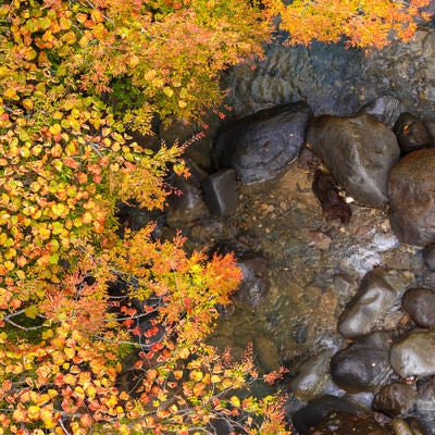 紅葉する葉と渓流の岩の写真