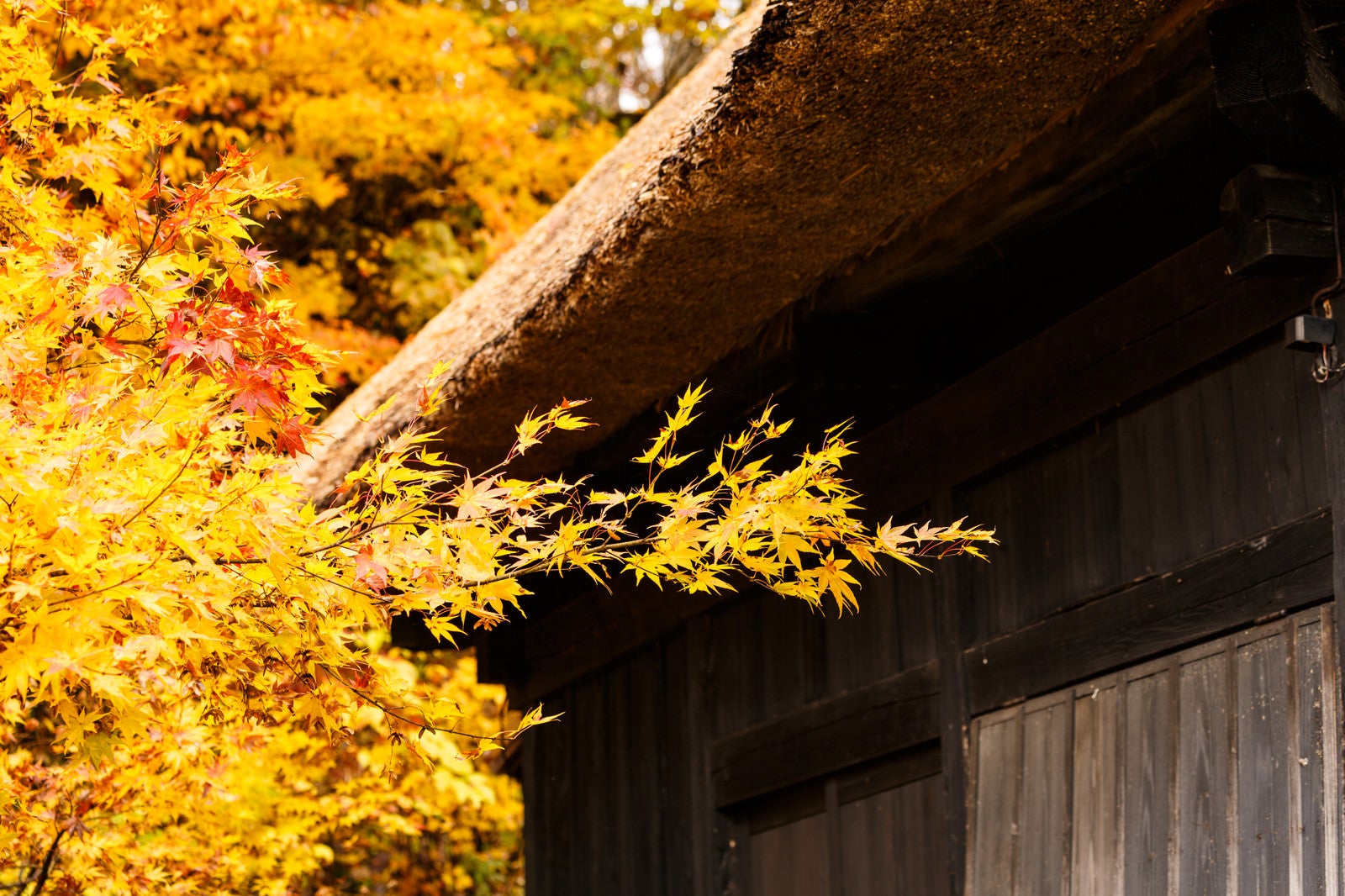 「茅葺屋根と黄葉」の写真