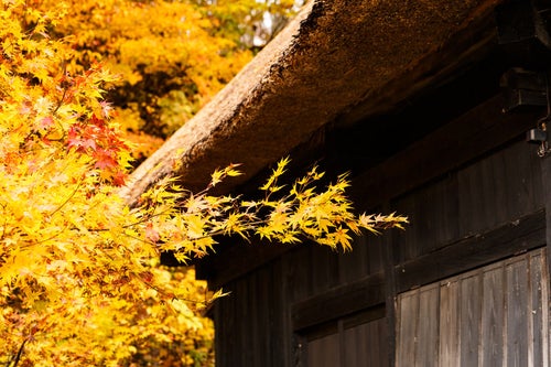 茅葺屋根と黄葉の写真