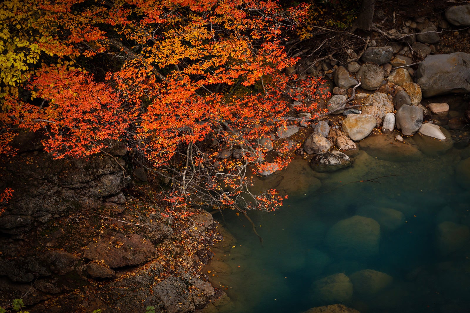 「河川と紅葉」の写真