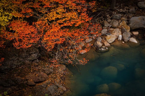 河川と紅葉の写真