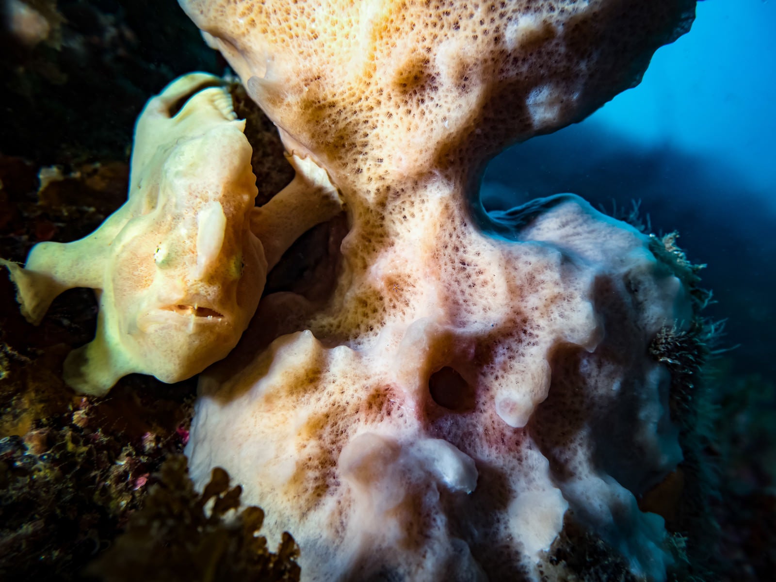 「珊瑚の陰に隠れるイロカエルアンコウ」の写真