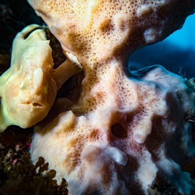 珊瑚の陰に隠れるイロカエルアンコウの写真