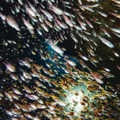 ライトに照らされるキンメモドキの大群の写真