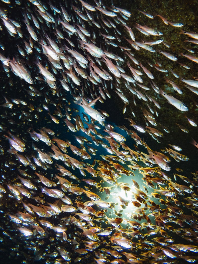 「ライトに照らされるキンメモドキの大群」の写真