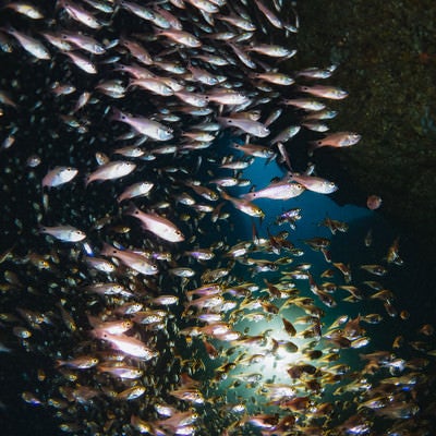 群れで泳ぐキンメモドキの写真