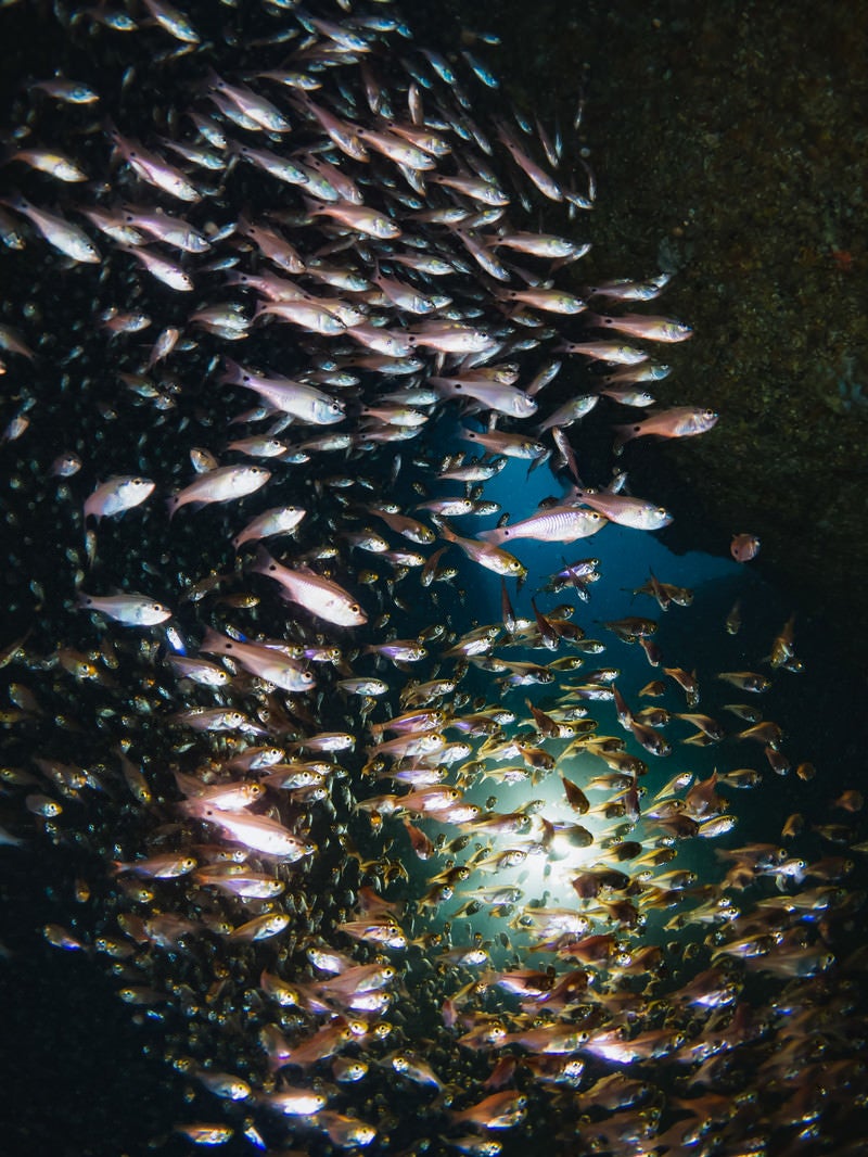 「群れで泳ぐキンメモドキ」の写真