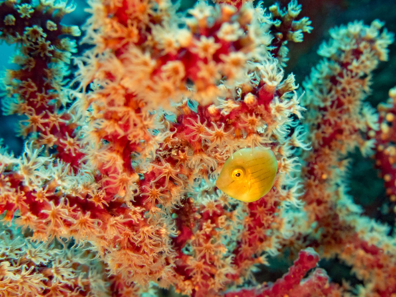 「アオサハギと珊瑚」の写真