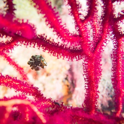 血管のように拡がる珊瑚と泳ぐアオサハギの写真