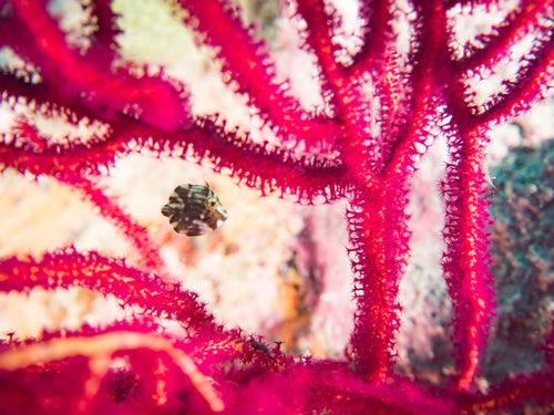 血管のように拡がる珊瑚と泳ぐアオサハギの写真