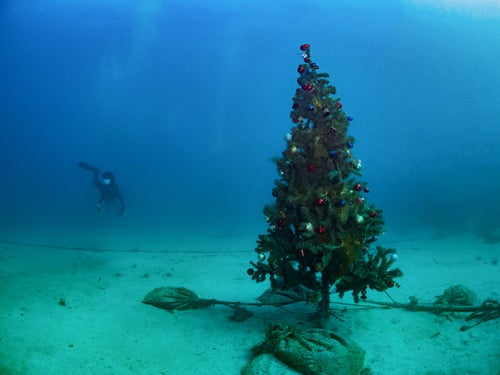 海中のクリスマスツリーの写真