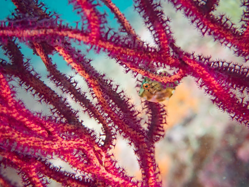 珊瑚に隠れるアオサハギの写真