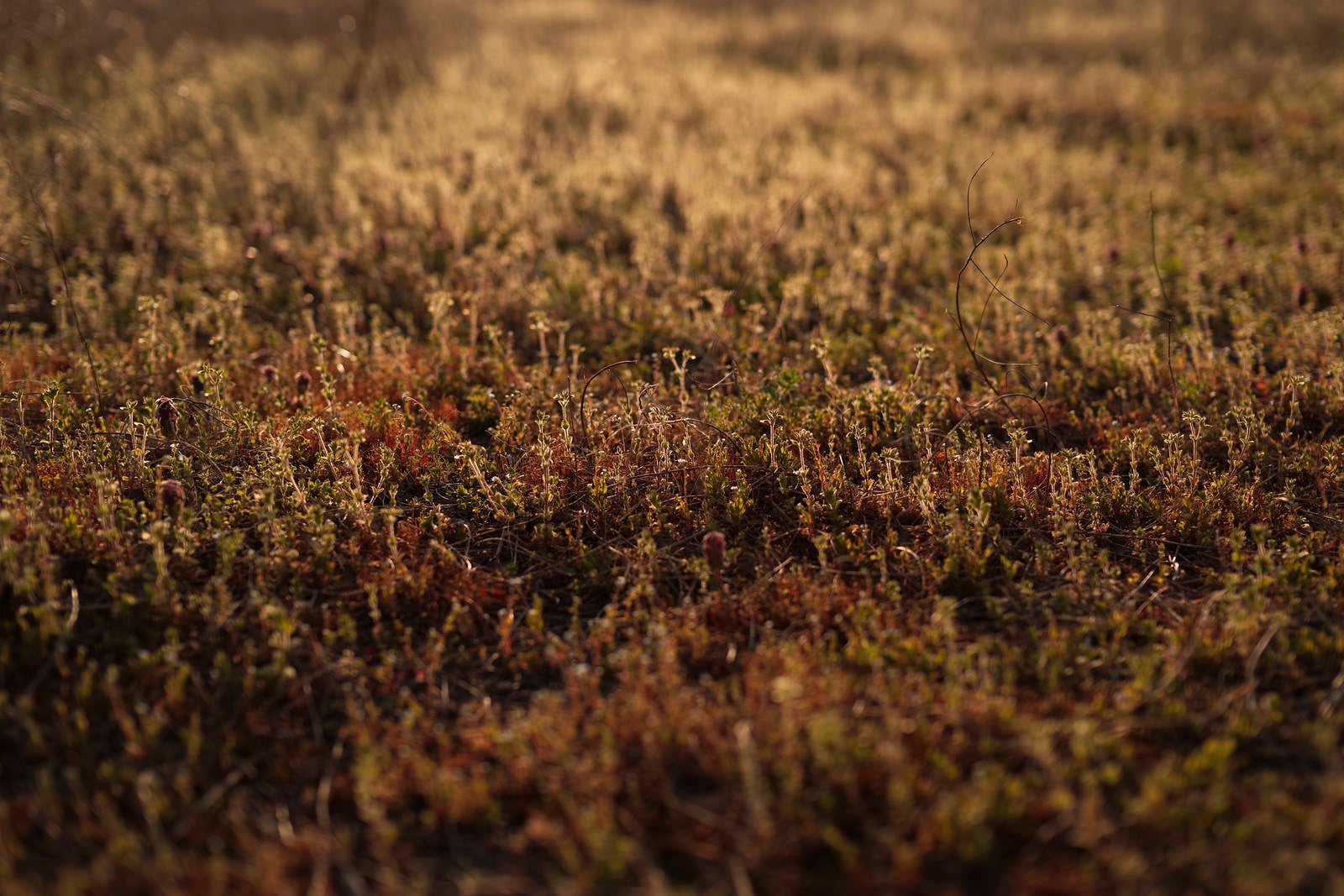 「夕日を浴びて輝く雑草」の写真