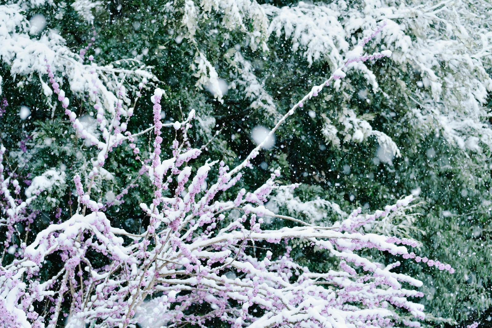 「大雪の日のハナズオウ」の写真