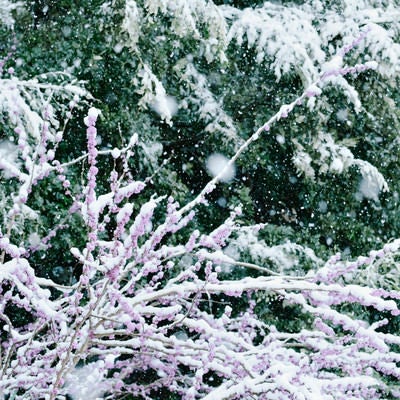 大雪の日のハナズオウの写真