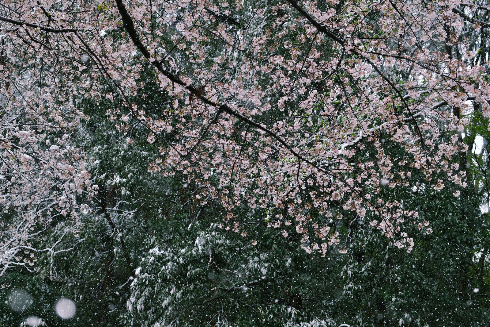 「大雪の日の桜」の写真