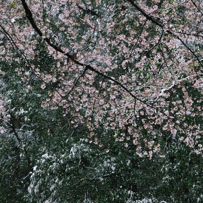 大雪の日の桜の写真