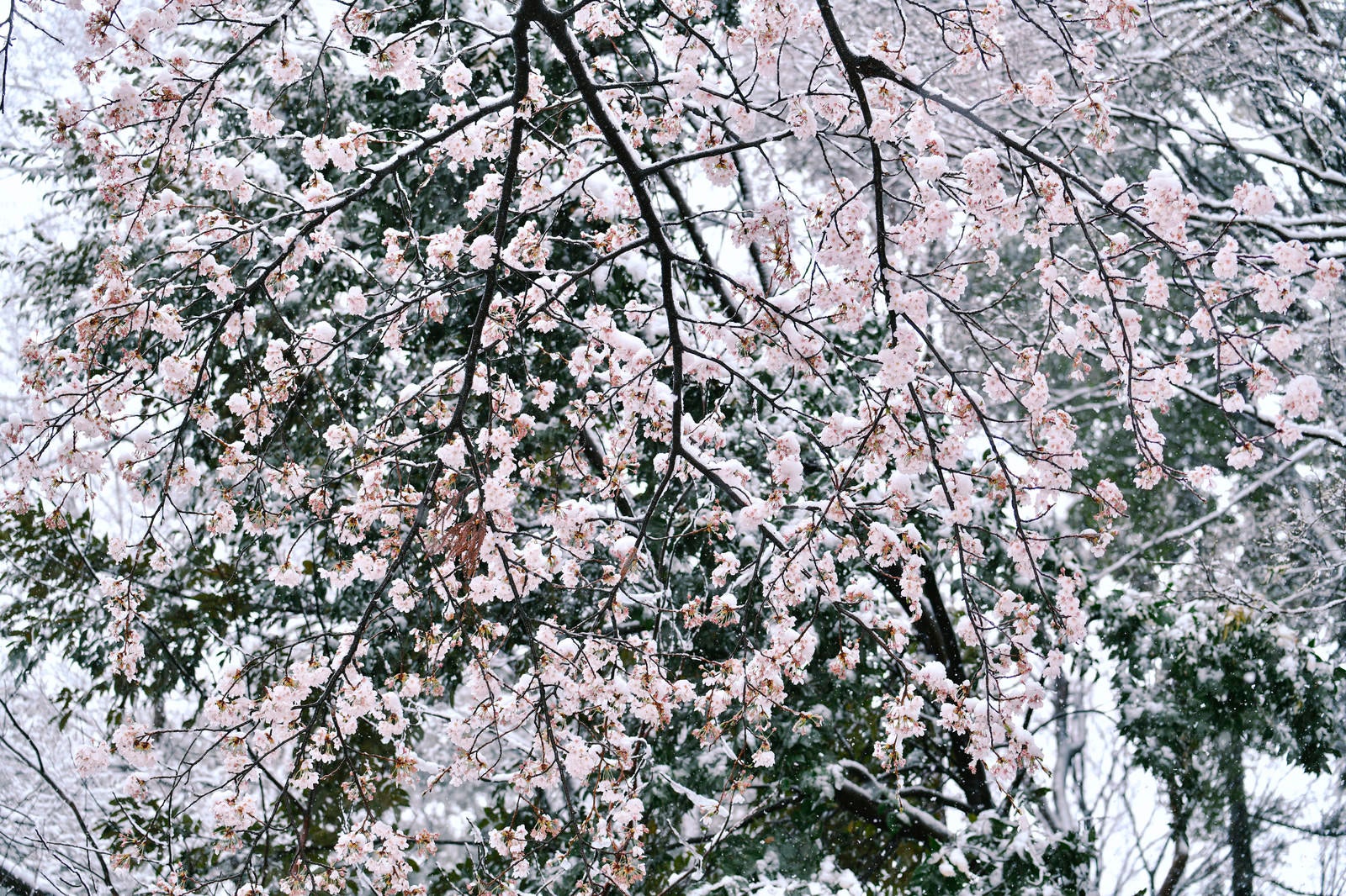 「季節外れの雪が積もりゆく桜」の写真