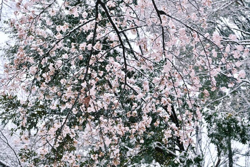 季節外れの雪が積もりゆく桜の写真