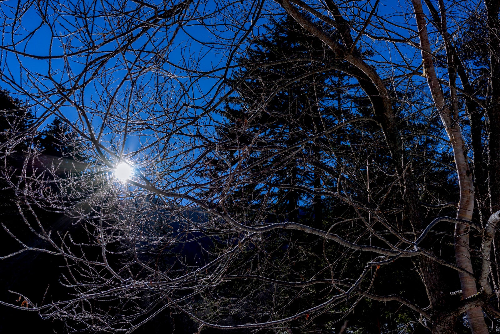 「冬の朝日に輝く凍った枝」の写真