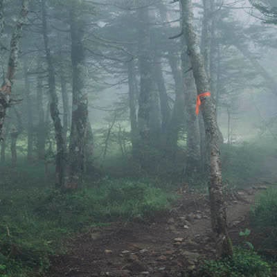 霧の登山道に浮かぶピンクテープの写真