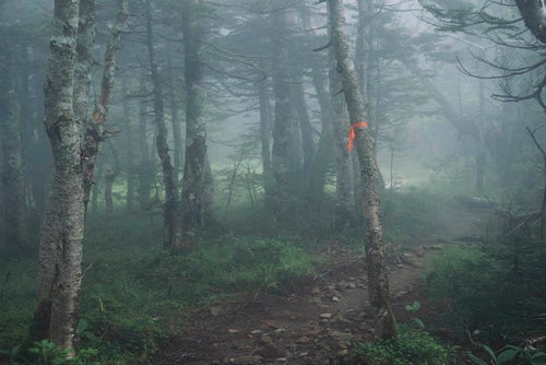 霧の登山道に浮かぶピンクテープの写真
