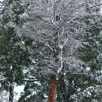 雪につつまれる木々の写真