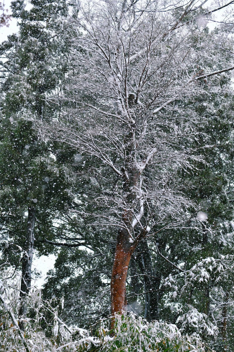 「雪につつまれる木々」の写真