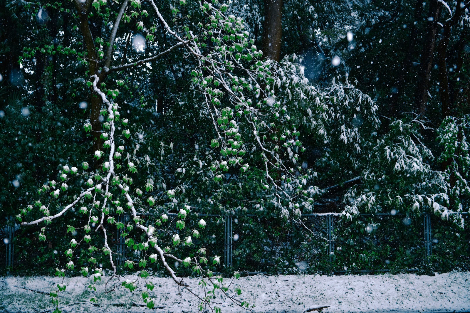 「新緑の葉に降り積もる季節外れの雪」の写真