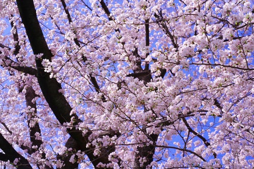 春が来て満開に咲き誇るソメイヨシノの写真