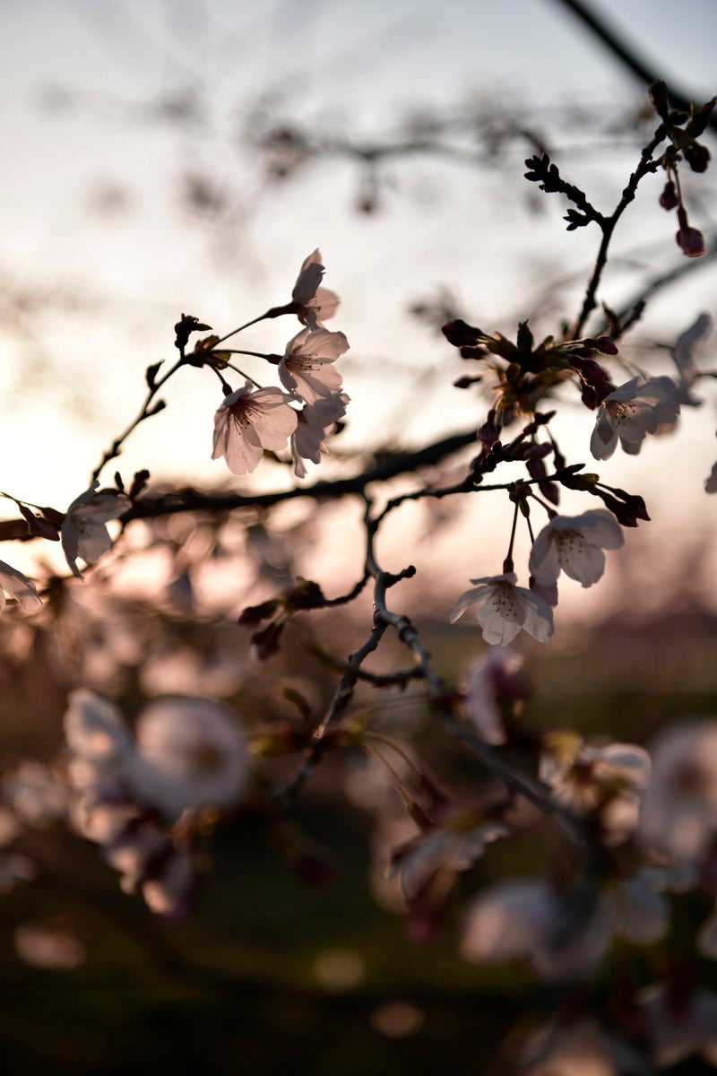 「春の夕日とソメイヨシノ」の写真