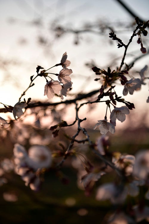 春の夕日とソメイヨシノの写真