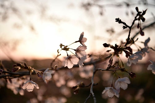春の夕日に浮かび上がる白いソメイヨシノの写真