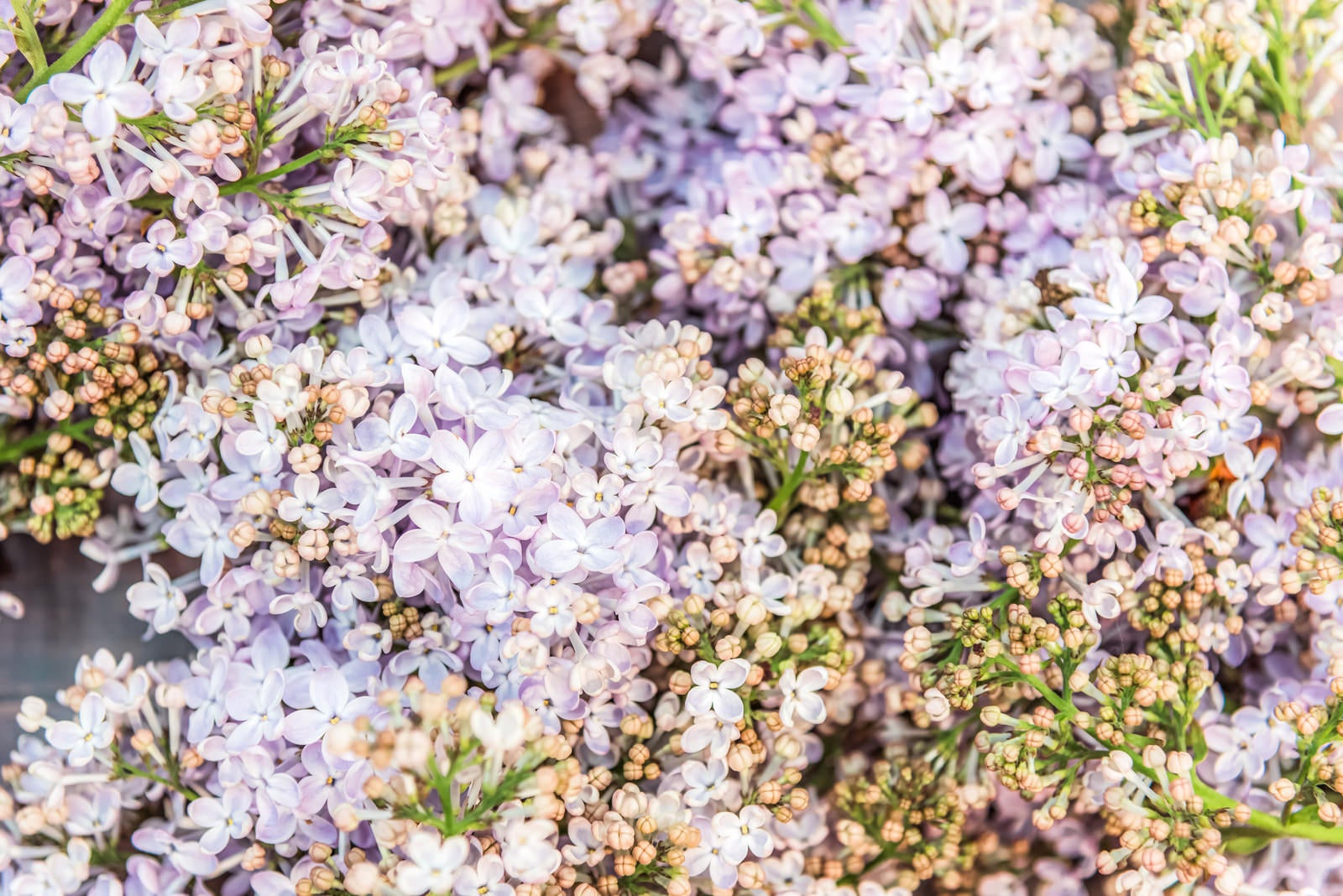 「ライラックの花」の写真