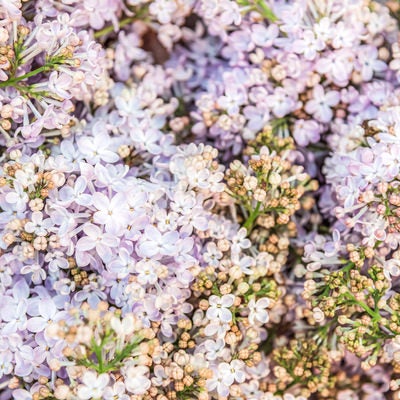 ライラックの花の写真