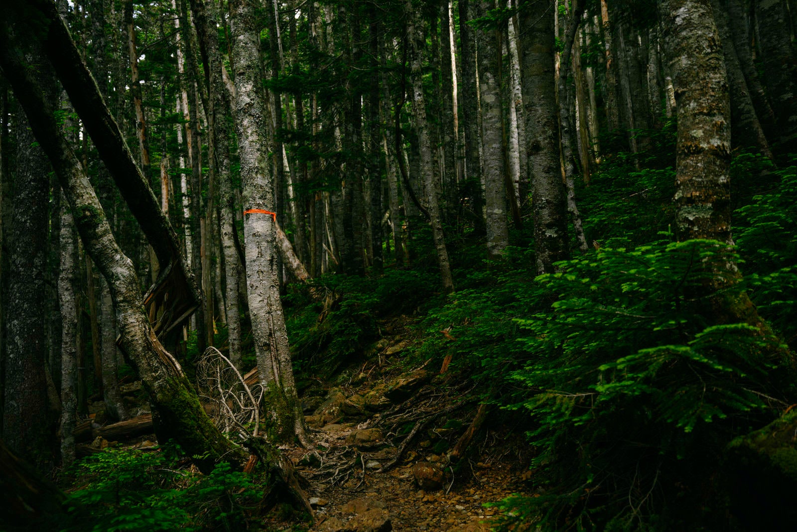 「鳥倉登山道の樹林帯」の写真