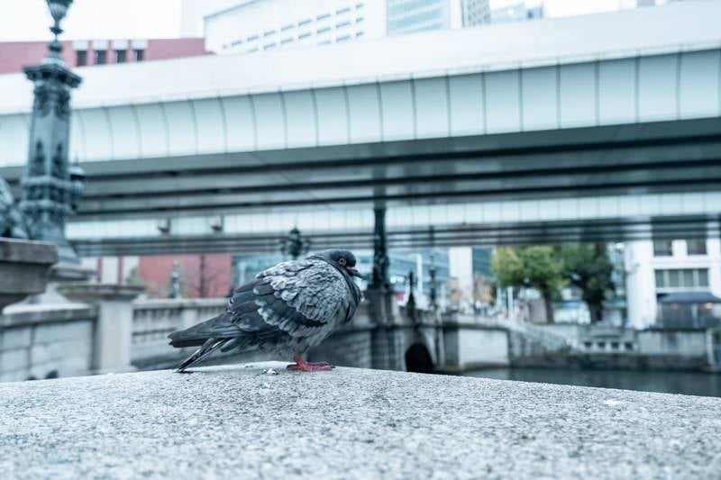 東京・日本橋のカワラバトの写真