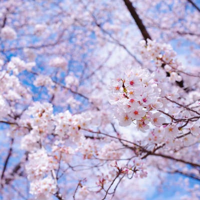 春晴れの空の下で気持ちよく咲く咲きたてのソメイヨシノの写真
