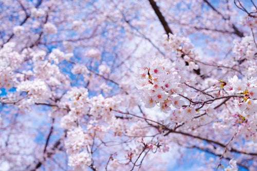 春晴れの空の下で気持ちよく咲く咲きたてのソメイヨシノの写真