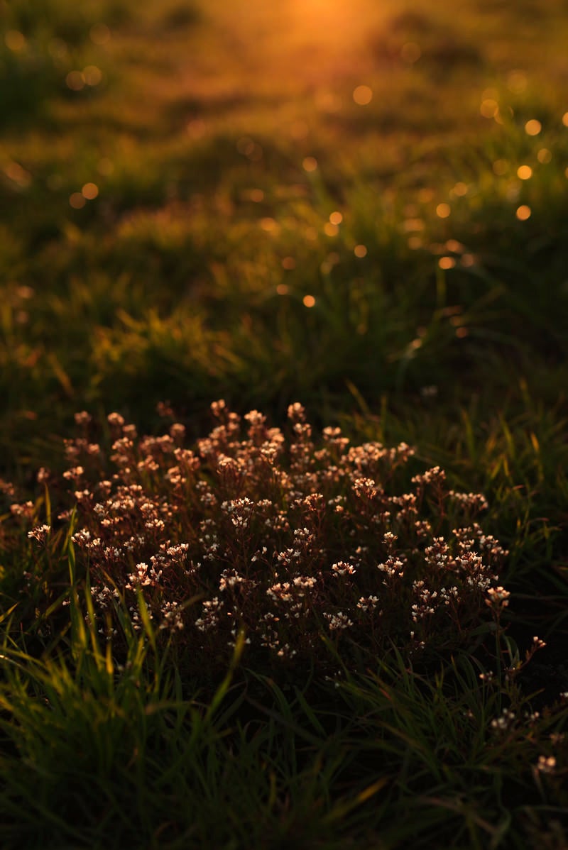 「暮れる夕日に照らされる雑草の花」の写真