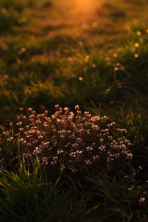 暮れる夕日に照らされる雑草の花の写真