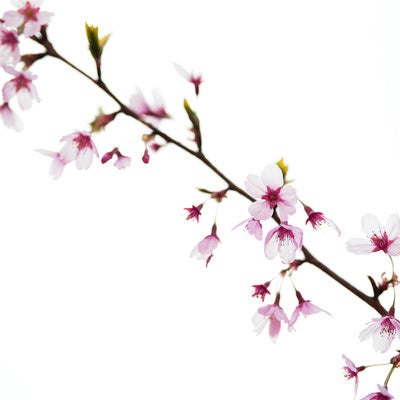 曇り空の下の桜の花びらの写真
