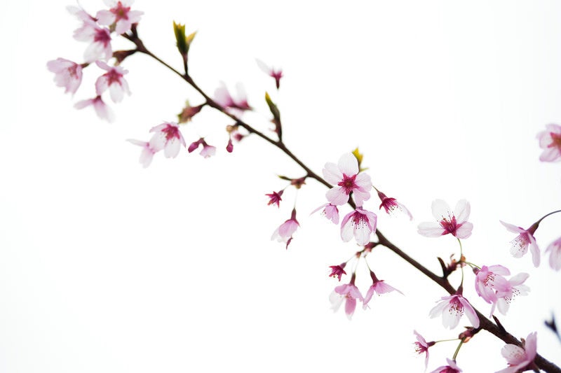 曇り空の下の桜の花びらの写真