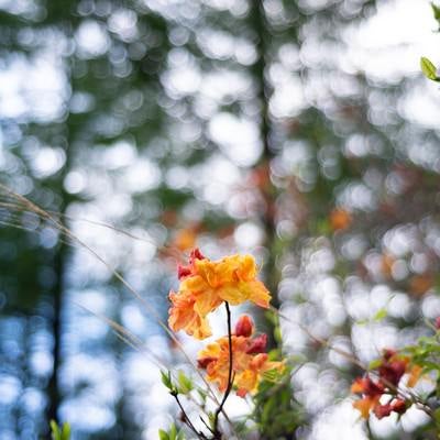 木々に囲まれ咲くエクスバリーアザレア（小沢根）の写真
