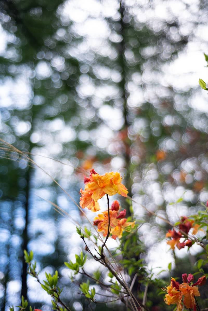 「木々に囲まれ咲くエクスバリーアザレア（小沢根）」の写真