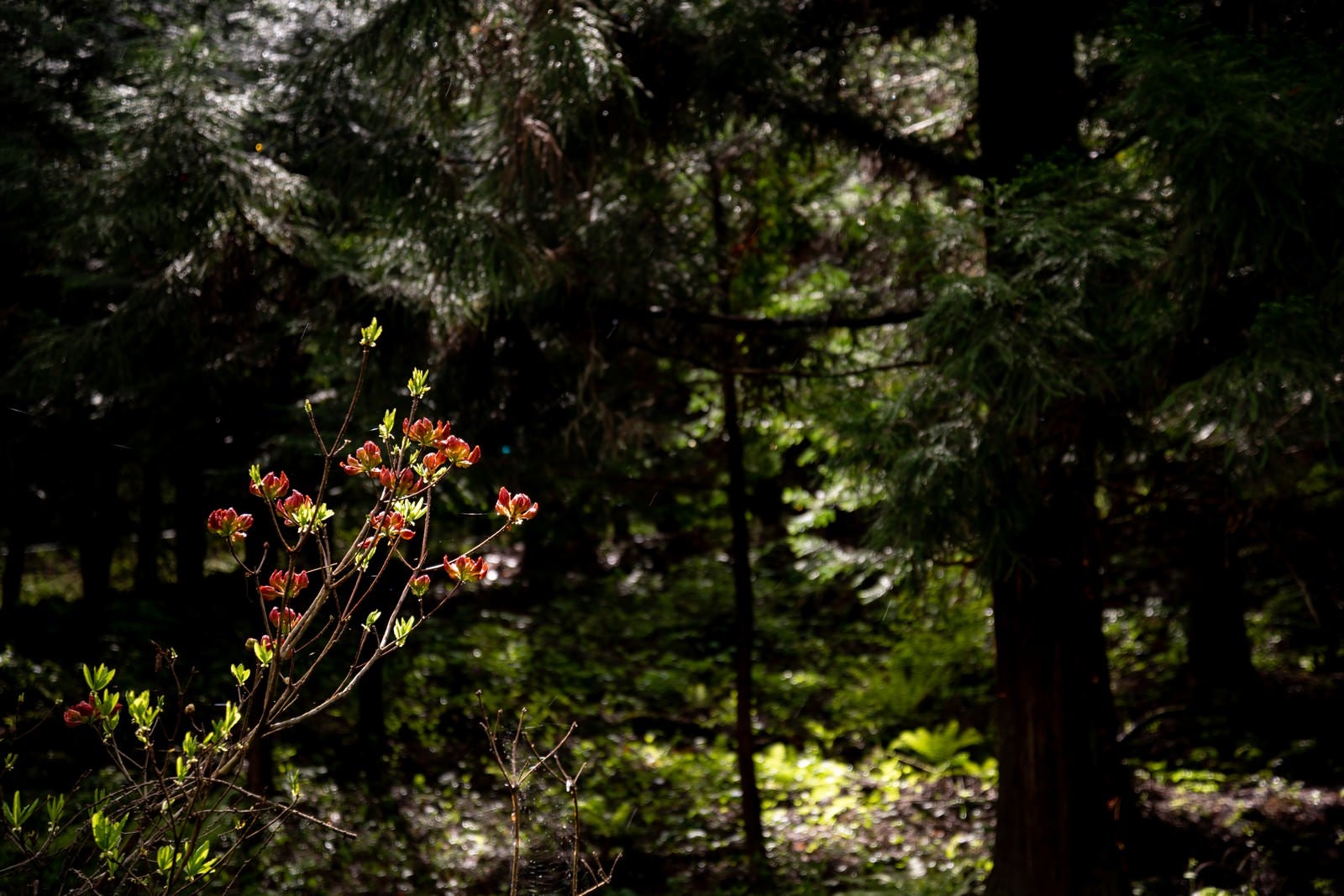 「森の中で咲く花」の写真