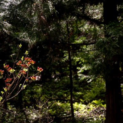 森の中で咲く花の写真