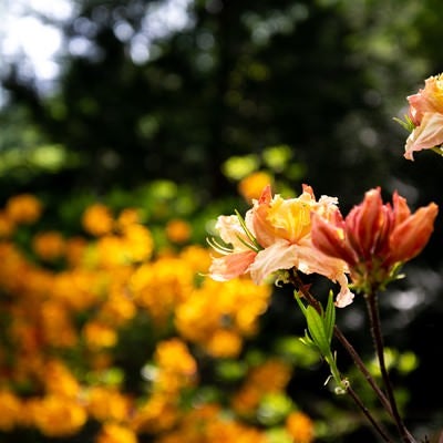 群生地に咲くエクスバリーアザレア（小沢根）の写真