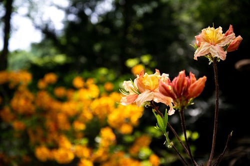 群生地に咲くエクスバリーアザレア（小沢根）の写真